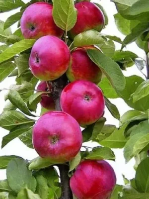 Яблуня "Джин" колона, пізній сорт дозрівання