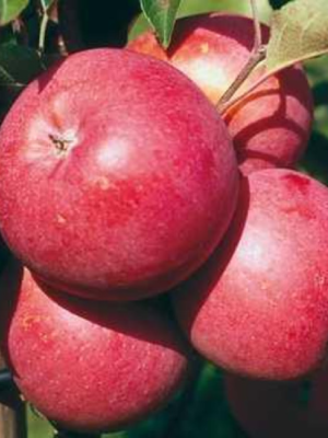 Яблуня "Ембасі"