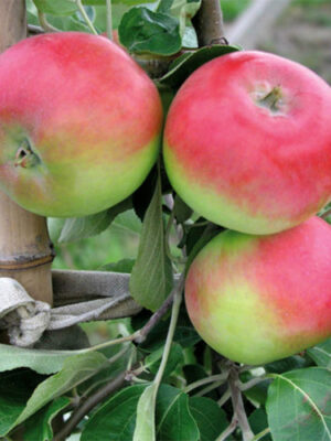 Яблуня "Ерлі Женева", літній сорт