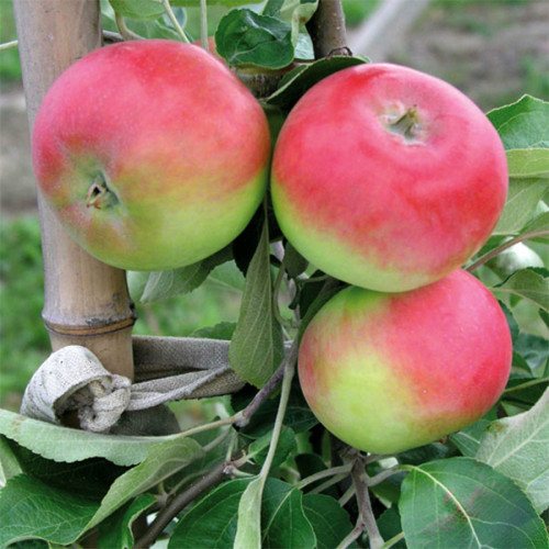 Яблуня "Ерлі Женева", літній сорт