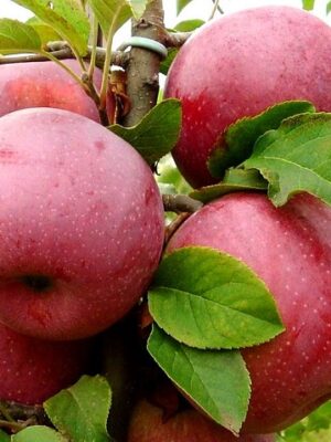 Яблуня Флоріна Яблуня "Флоріна"