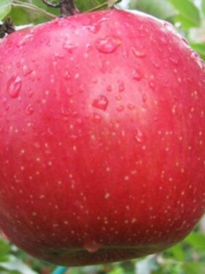 Яблуня “Фуджі Кіку-8” Яблуня "Фуджі Кіку-8"