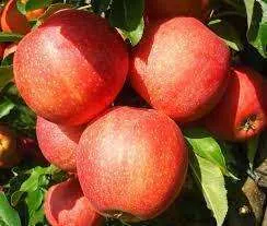 Яблуня “Гала Маст” Яблуня "Гала Маст"