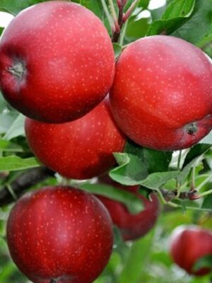 Яблуня “Гала Шніга” Яблуня "Гала Шніга"