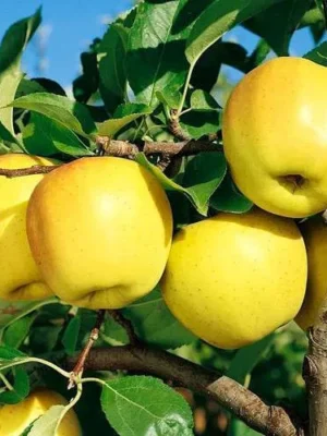 Яблуня “Голден Делішес” Яблуня "Голден Делішес"