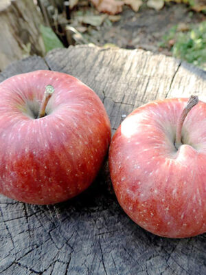 Яблуня “Камео” Яблуня "Камео" Саджанці дворічні