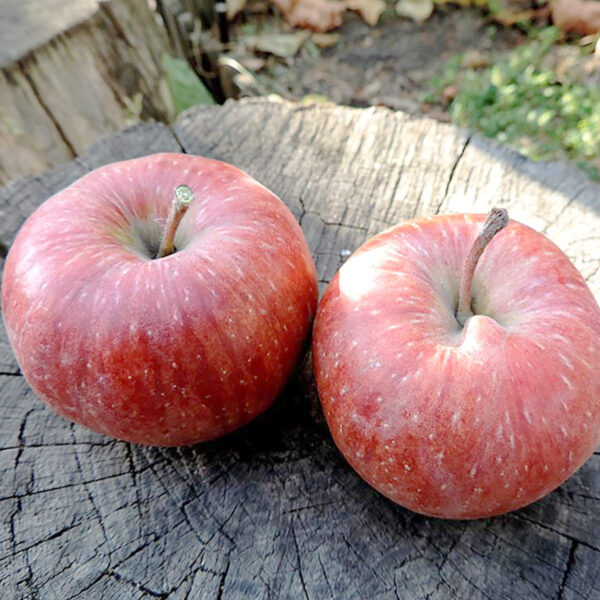 Яблуня "Камео" Саджанці дворічні