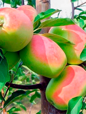 Яблуня "Кандиль Синап", середній термін дозрівання