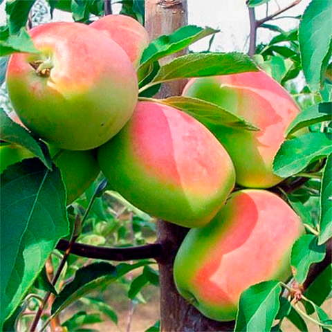 Яблуня "Кандиль Синап", середній термін дозрівання