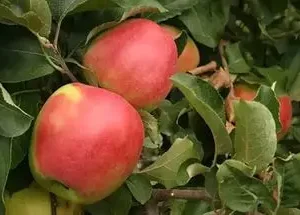 Яблуня "Лігольд" - зимній сорт