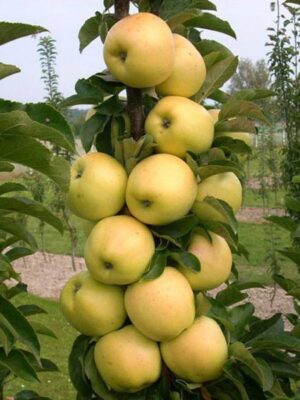 Яблуня "Медок" колона ранній термін дозрівання плодів.