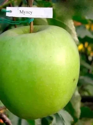 Яблуня “Мутцу” Яблуня Мутсу (Mutsu) Саджанці дворічні