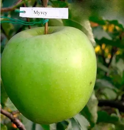 Яблуня Мутсу (Mutsu) Саджанці дворічні