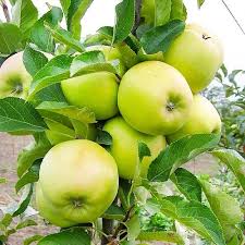 Яблуня "Мутцу"