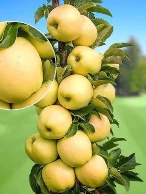 Яблуня "Президент" колона