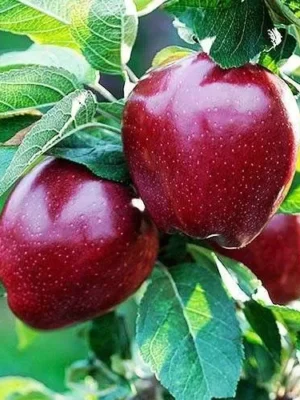 Яблуня "Ред-чіф", зимній сорт