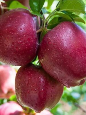 Яблуня Роял Ред Делішес Яблуня "Ред Делішес"