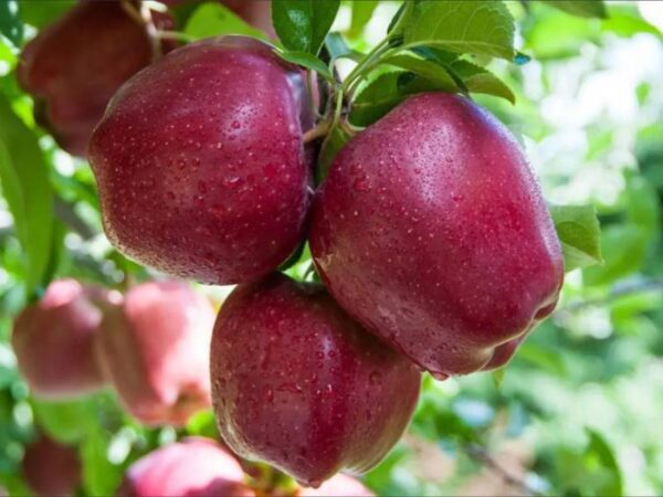 Яблуня "Ред Делішес"
