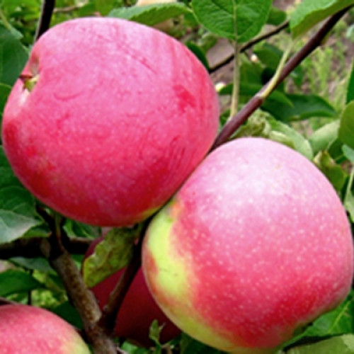 Яблуня “Слава Переможцям” Яблуня "Слава Переможцям" (осінній сорт, ранній термін дозрівання) Саджанці дворічні