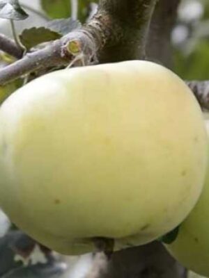 Яблуня “Сніжний кальвін” Яблуня "Сніжний кальвін"