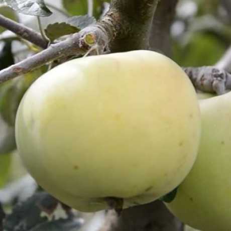Яблуня “Сніжний кальвін” Яблуня "Сніжний кальвін"