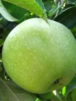 Яблуня “Симиренко” Яблуня "Симиренко"