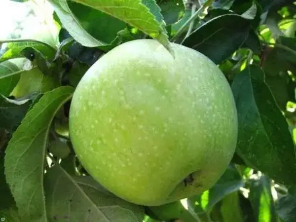 Яблуня "Симиренко"