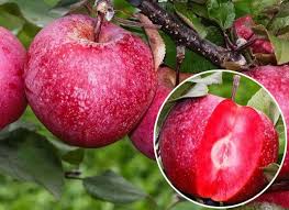 Яблуня "Сирена" (Червоном'ясий сорт)