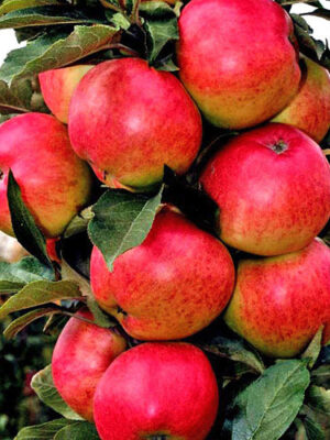 Яблуня “Васюган” Яблуня "Васюган" колона, пізній термін дозрівання