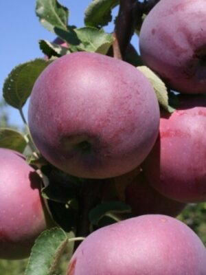 Яблуня “Вільямс Прайд” Яблуня "Вільямс Прайд", літній термін дозрівання