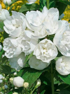 zasmin_mahrovuy_2-500x500 Жасмин махровий