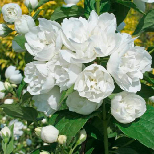 Жасмин махровий