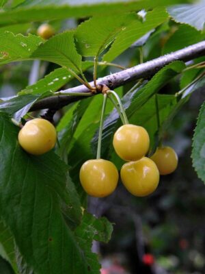 жовта крапля Вишня "Жовта крапля"