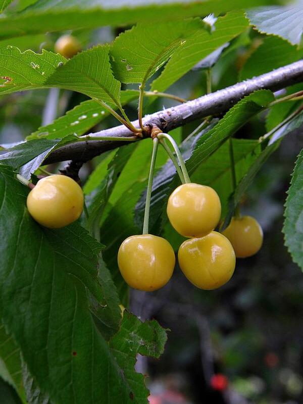 Вишня "Жовта крапля"