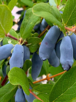 Жимолость "Богдана"