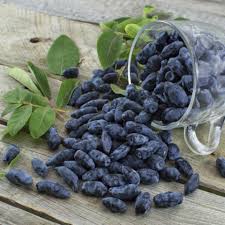 Жимолость "Крупноплідна"