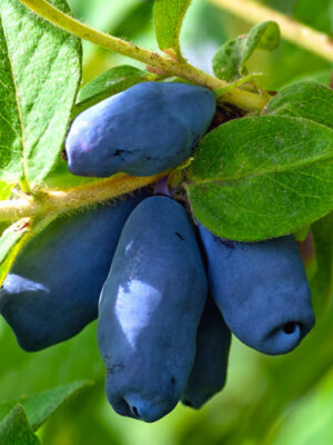 Жимолость "Омега"