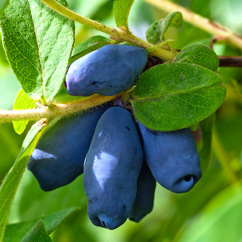 Жимолость "Омега"