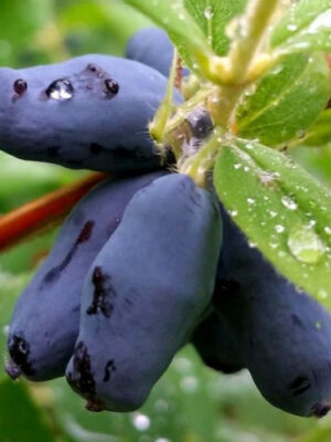 Жимолость "Вітамінна"