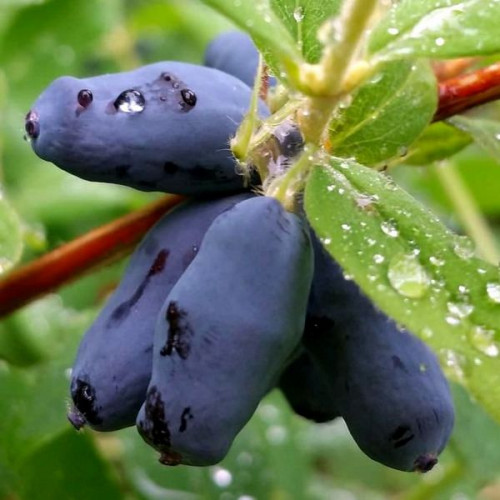 Жимолость "Вітамінна"