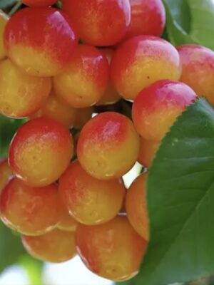 Screenshot Черешня "Рожева Амазонка" (пізній сорт)