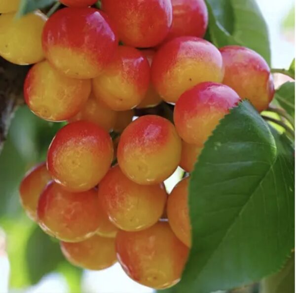 Черешня "Рожева Амазонка" (пізній сорт)