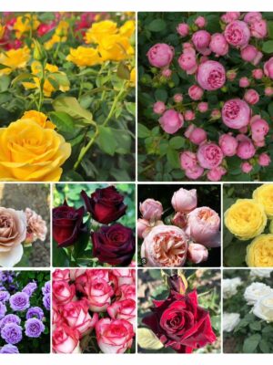 10 ТРОЯНД  КУЩОВИХ