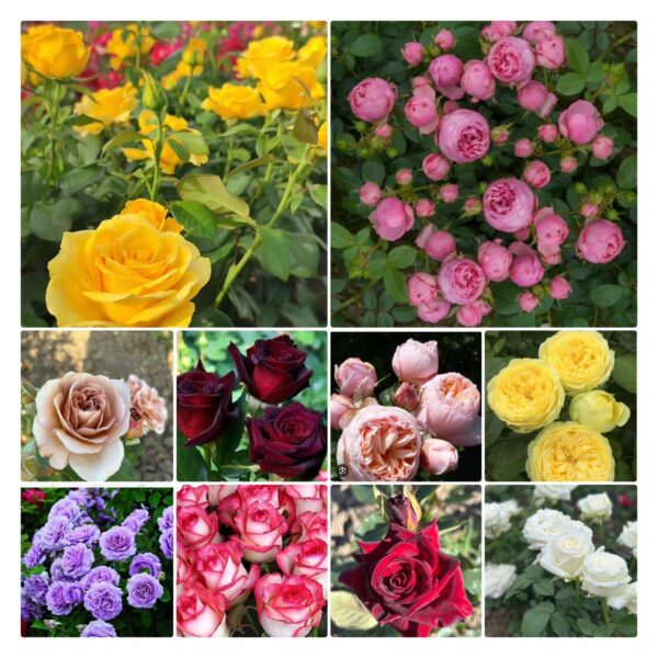 10 ТРОЯНД  КУЩОВИХ