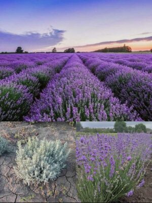 Набір 10 кущів лаванди