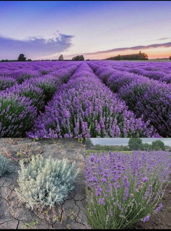 Набір 10 кущів лаванди