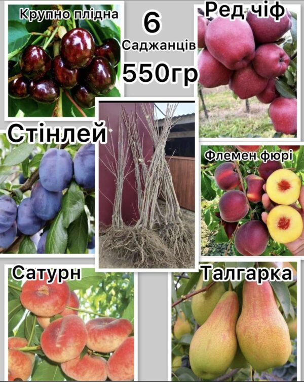Набір плодових дерев  за 550 грн